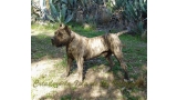 Dogo Canario. Taison De La Isla De Los Volcanes.