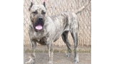 Dogo Canario. Elsa de Presas Yeyfe.