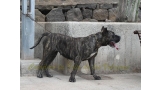 Dogo Canario. Cora De La Isla De Los Volcanes con 3 años.