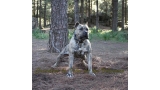 Dogo Canario. Estela De La Isla De Los Volcanes con 20 meses.