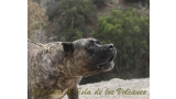Dogo Canario. Faina De La Isla De Los Volcanes. Prueba de Caracter.