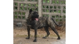 Dogo Canario. Haria De La Isla De Los Volcanes.