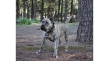 Dogo Canario. Estela De La Isla De Los Volcanes con 20 meses.