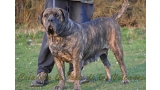 Dogo Canario. Mora de Presas Yeyfe.