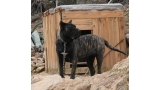 Dogo Canario. Yuma De La Isla De Los Volcanes con 18 meses.