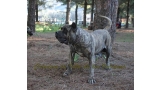 Dogo Canario. Faina De La Isla De Los Volcanes.