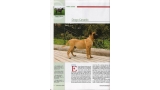 Dogo Canario. Pagina 12.