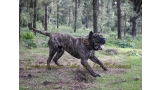 Dogo Canario. Faraon De La Isla De Los Volcanes.