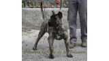 Dogo Canario. Haimar De La Isla De Los Volcanes.