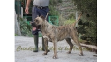 Dogo Canario. Estela De La Isla De Los Volcanes.