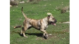 Dogo Canario. Estela De La Isla De Los Volcanes con 16 meses.