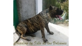 Dogo Canario. Faina De La Isla De Los Volcanes.