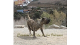 Dogo Canario. Faina De La Isla De Los Volcanes. Prueba de Caracter.