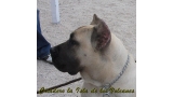 Dogo Canario. Vicky De La Isla De Los Volcanes con 6 meses.