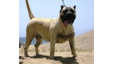 Dogo Canario. Duna De La Isla De Los Volcanes.