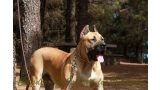 Dogo Canario. Turco De La Isla De Los Volcanes con 12 meses.