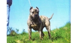 Dogo Canario. Canaria.