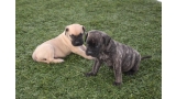 Dogo Canario. Camada 2016.