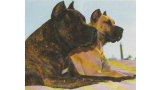 Dogo Canario.