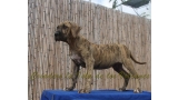 Dogo Canario. Estela De La Isla De Los Volcanes.