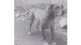 Dogo Canario. Fotos Historicas. Colorado.