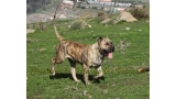 Dogo Canario. Estela De La Isla De Los Volcanes.