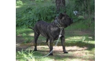 Dogo Canario. FANNY DE LA ISLA DE LOS VOLCANES con 20 meses.