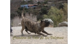 Dogo Canario. Faina De La Isla De Los Volcanes. Prueba de Caracter.