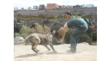 Dogo Canario. Faina De La Isla De Los Volcanes. Prueba de Caracter.