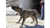 Dogo Canario. Faraon De La Isla De Los Volcanes.