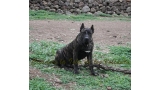 Dogo Canario. FRANCO DE LA ISLA DE LOS VOLCANES de cachorro.
