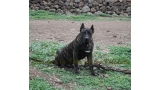 Dogo Canario. FRANCO DE LA ISLA DE LOS VOLCANES de cachorro.