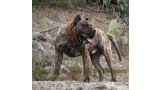 Dogo Canario. Faraon De La Isla De Los Volcanes en 2016.