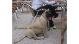 Dogo Canario. Vicky De La Isla De Los Volcanes con 6 meses.