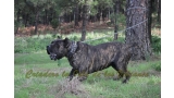 Dogo Canario. FRANCO DE LA ISLA DE LOS VOLCANES con 20 meses.