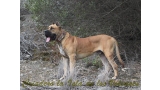 Dogo Canario. Tajan De La Isla De Los Volcanes.