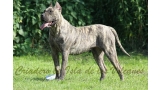 Dogo Canario. Ecora De La Isla De Los Volcanes.