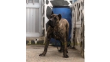 Dogo Canario. Faraon De La Isla De Los Volcanes con 8 meses.