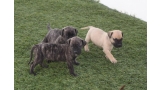 Dogo Canario. Camada 2016.