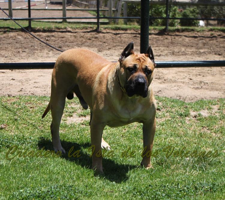 Dogo Canario. Turco De La Isla De Los Volcanes.
