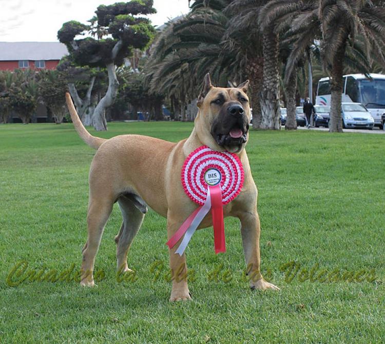 Dogo Canario. Turco De La Isla De Los Volcanes de joven.