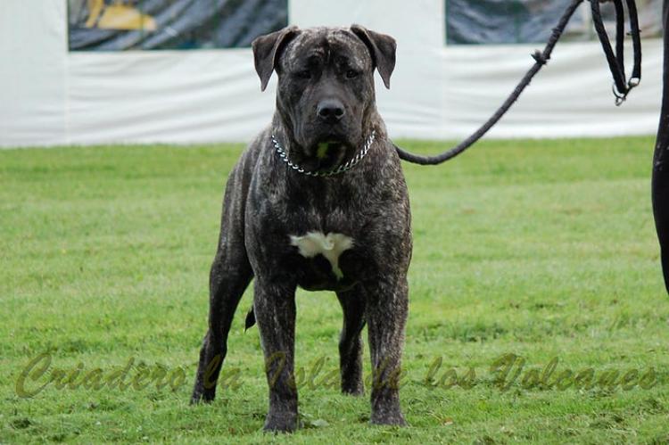 Dogo Canario. Ulka De La Isla De Los Volcanes.