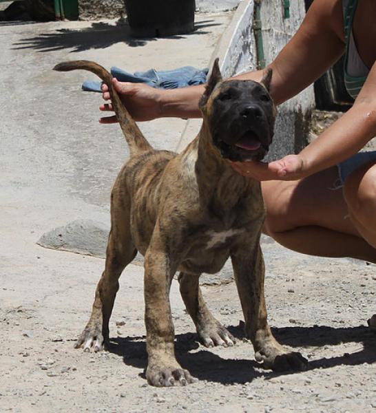Dogo Canario. Saimon De La Isla De Los Volcanes.