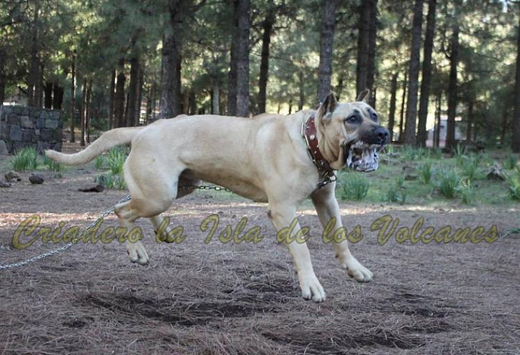 Presa Canario o Dogo Canario Dogo Canario. Vera I De La Isla De Los Volcanes. Presa Canario o Dogo Canario Dogo Canario. Vera I De La Isla De Los Volcanes.