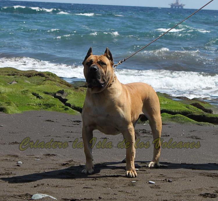 Dogo Canario. Turco De La Isla De Los Volcanes.