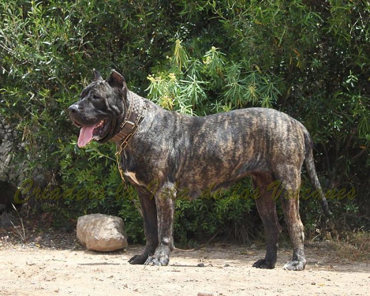 Dogo Canario. Yuma De La Isla De Los Volcanes en 2014.
