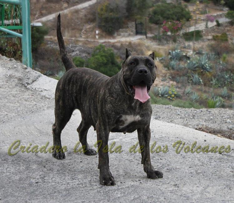 Dogo Canario. Cora De La Isla De Los Volcanes en 2014.