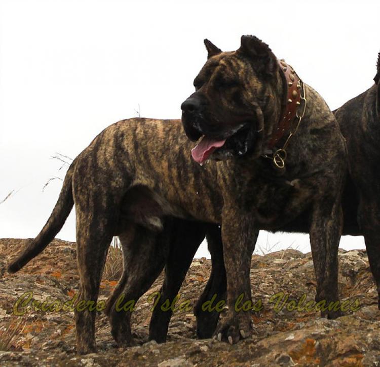 Dogo Canario. Faraon De La Isla De Los Volcanes. Dogo Canario. Faraon De La Isla De Los Volcanes.
