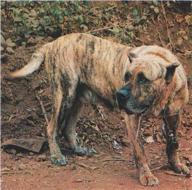 Dogo Canario.