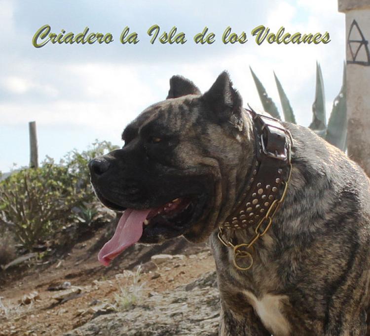 Dogo Canario. Faina De La Isla De Los Volcanes en 2013.